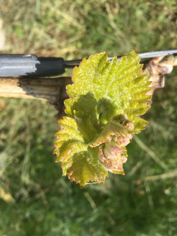 Zweytick Gaestezimmer Weingut Ratsch an der Weinstraße Dış mekan fotoğraf